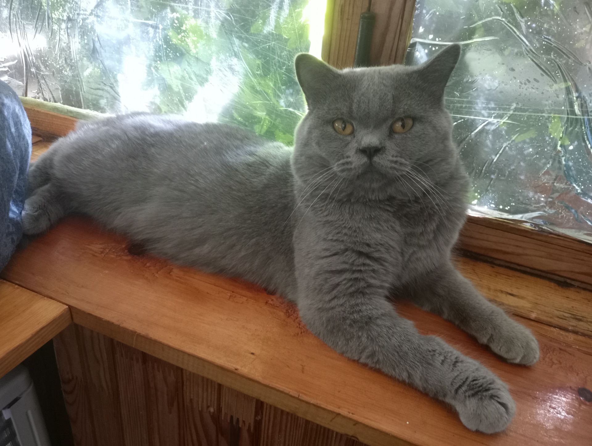 Британский молоденький котик
