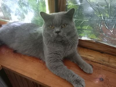 Британский молоденький котик