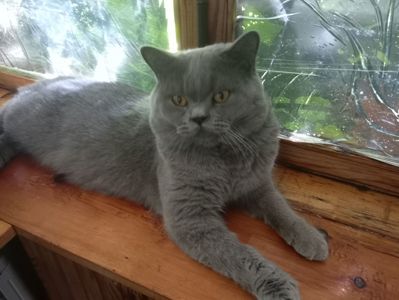 Британский молоденький котик
