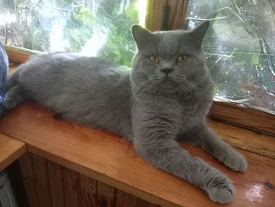 Британский молоденький котик
