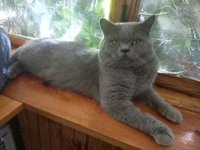 Британский молоденький котик