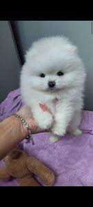 Щенки помернского шпица разные окрасы