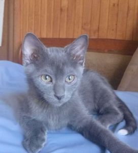 Маленький Льова шукає свою родину кошеня котик кіт кошенята