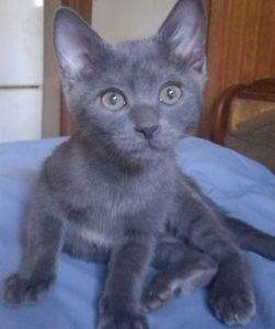 Маленький Льова шукає свою родину кошеня котик кіт кошенята