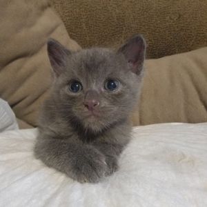 Маленький Льова шукає свою родину кошеня котик кіт кошенята