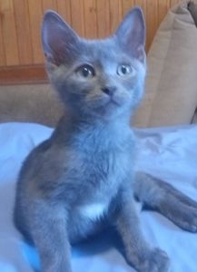 Маленький Льова шукає свою родину кошеня котик кіт кошенята
