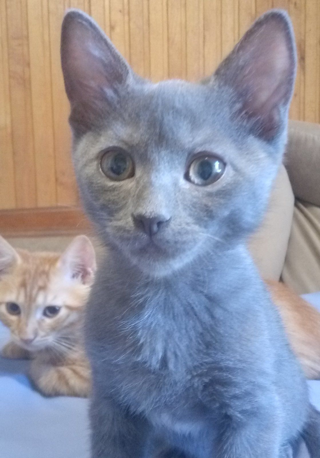 Маленький Льова шукає свою родину кошеня котик кіт кошенята