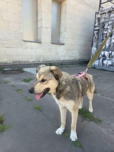 Хлопчик Джеймс шукає родину цуценя пес собака щенок щенки