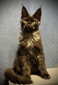 Хлопчик Gaston