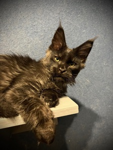 Хлопчик Gaston