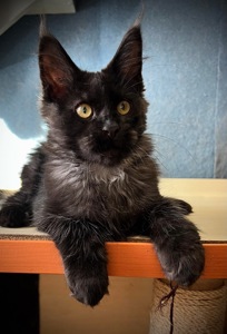 Хлопчик Gaston