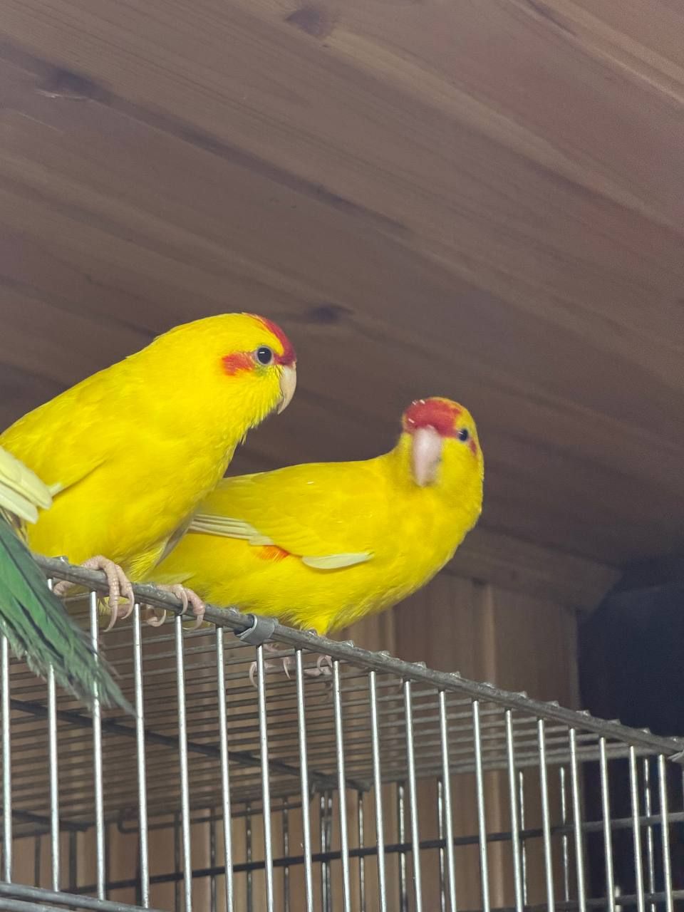 Веселе пернате сонечко: ручне пташеня какарика з любов'ю та турботою