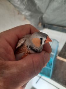 Амадини