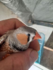 Амадини