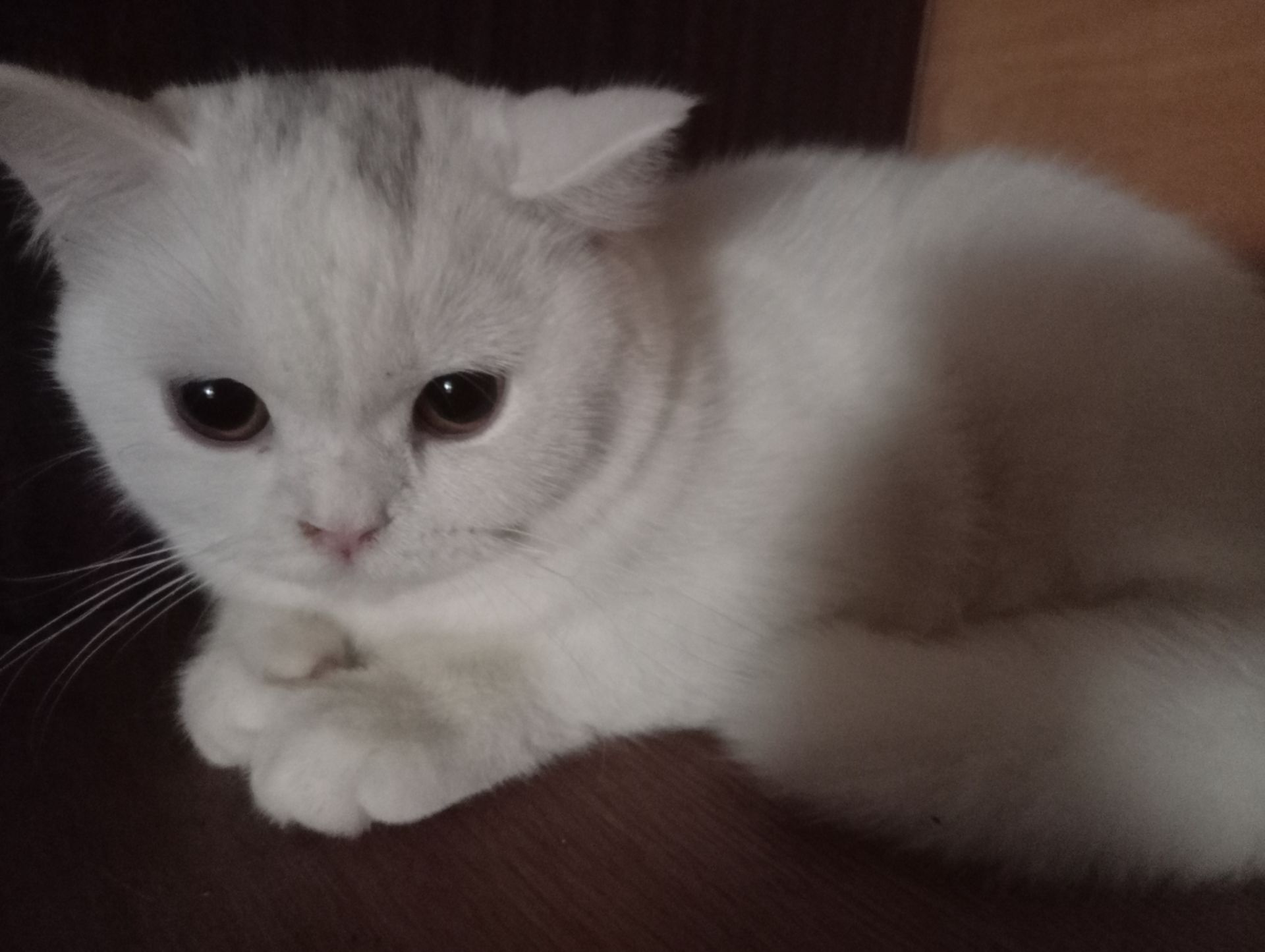 Британская молоденькая кошечка