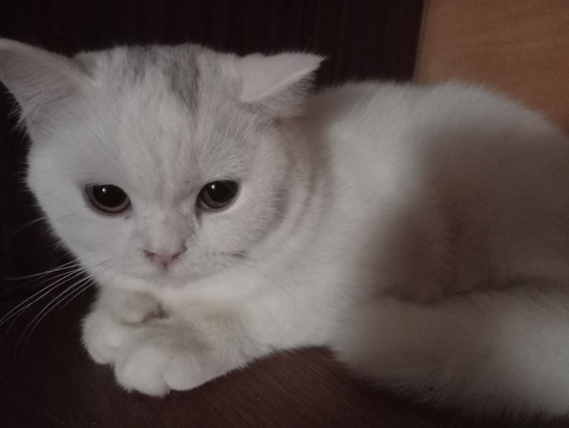 Британская молоденькая кошечка