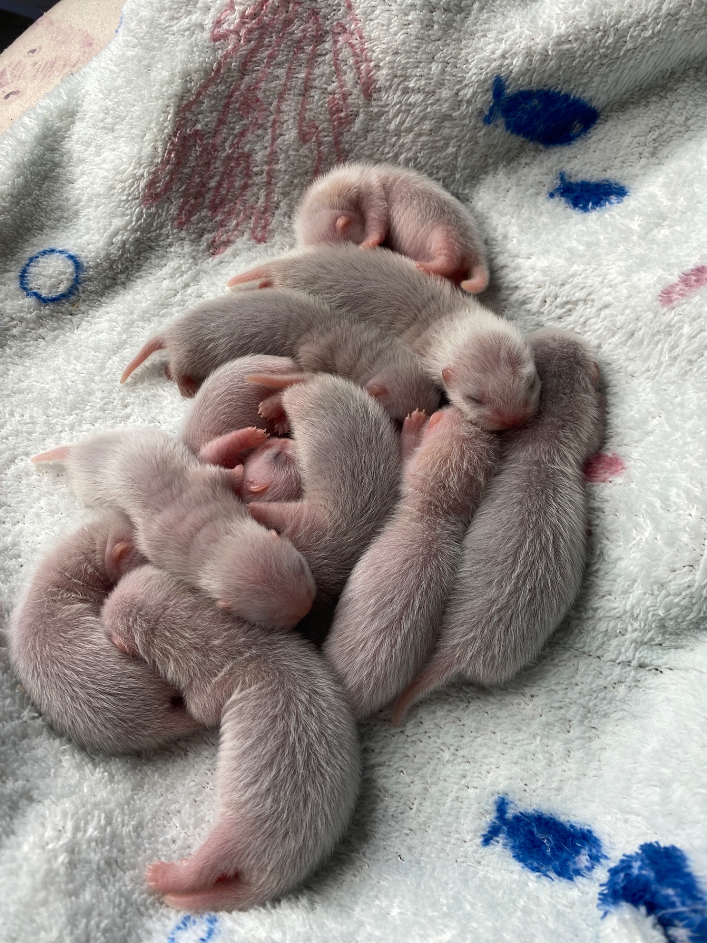 🐾 Цуценята фретки 🐾