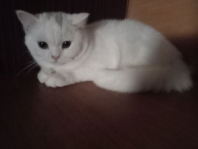 Британская молоденькая кошечка