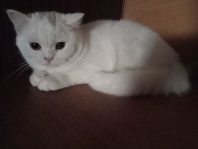 Британская молоденькая кошечка