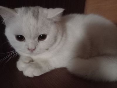 Британская молоденькая кошечка