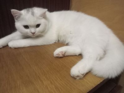Британская молоденькая кошечка