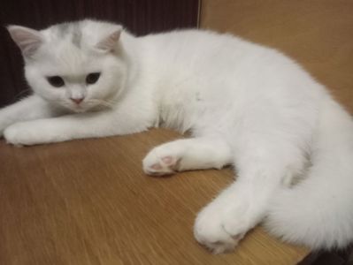 Британская молоденькая кошечка