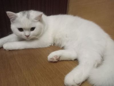 Британская молоденькая кошечка