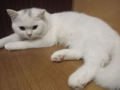Британская молоденькая кошечка
