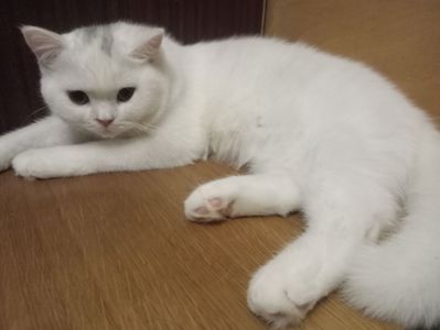 Британская молоденькая кошечка