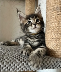 Кошеня Мейн Кун дівчинка