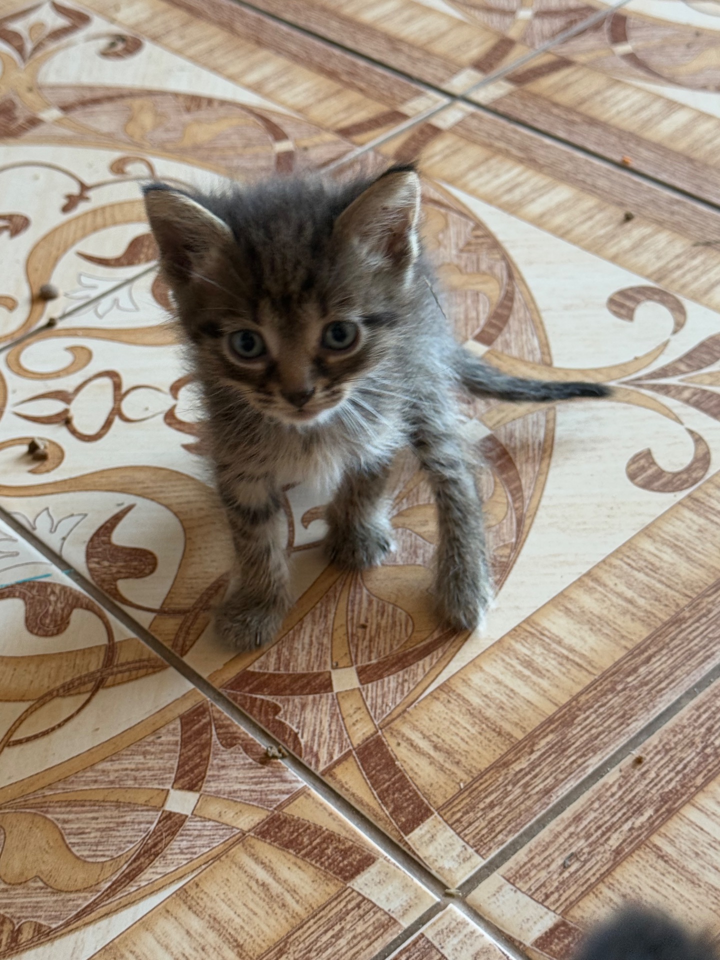Віддам в добрі руки кошеня