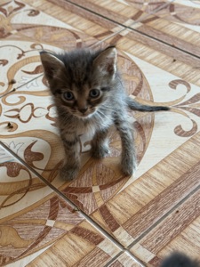 Віддам в добрі руки кошеня