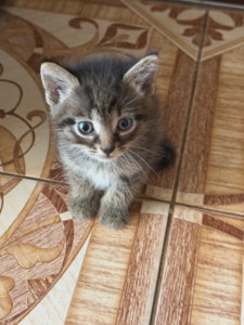 Віддам в добрі руки кошеня