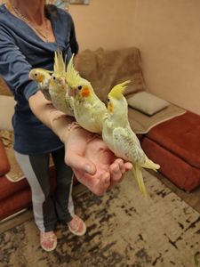 Корела, молоді пташки