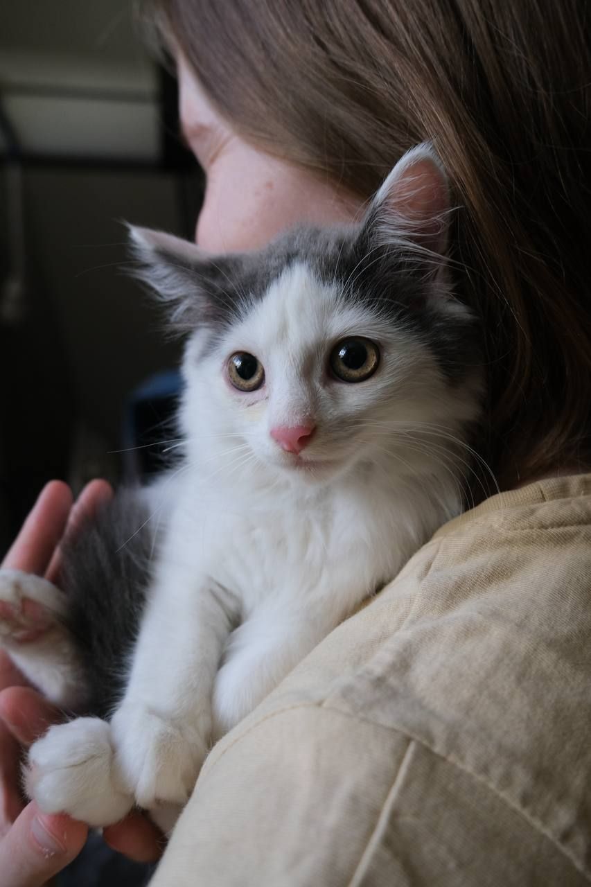 Кошенятко Льодяник