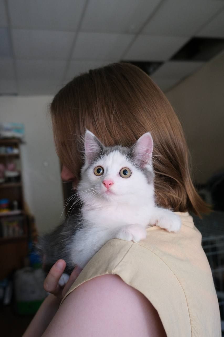 Кошенятко Льодяник