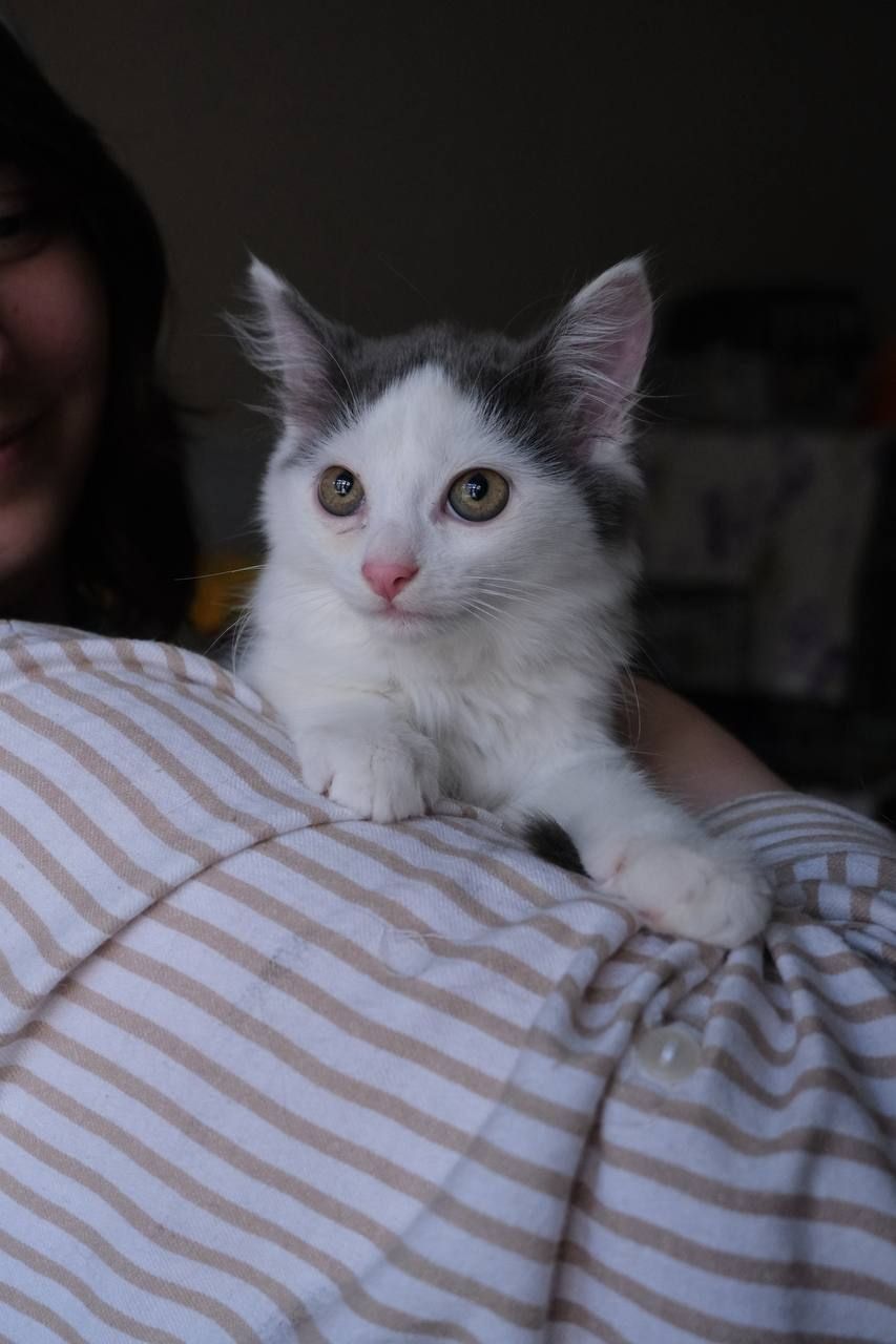 Кошенятко Льодяник