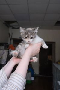 Кошенятко Мафін дівчинка