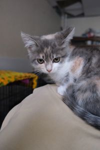 Кошенятко Мафін дівчинка