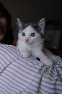 Кошенятко Льодяник