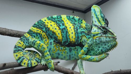 Хамелеони різного віку завжди в наявності