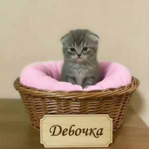 Котята премиум класса