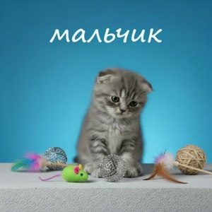 Котята премиум класса