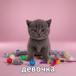 Котята премиум класса
