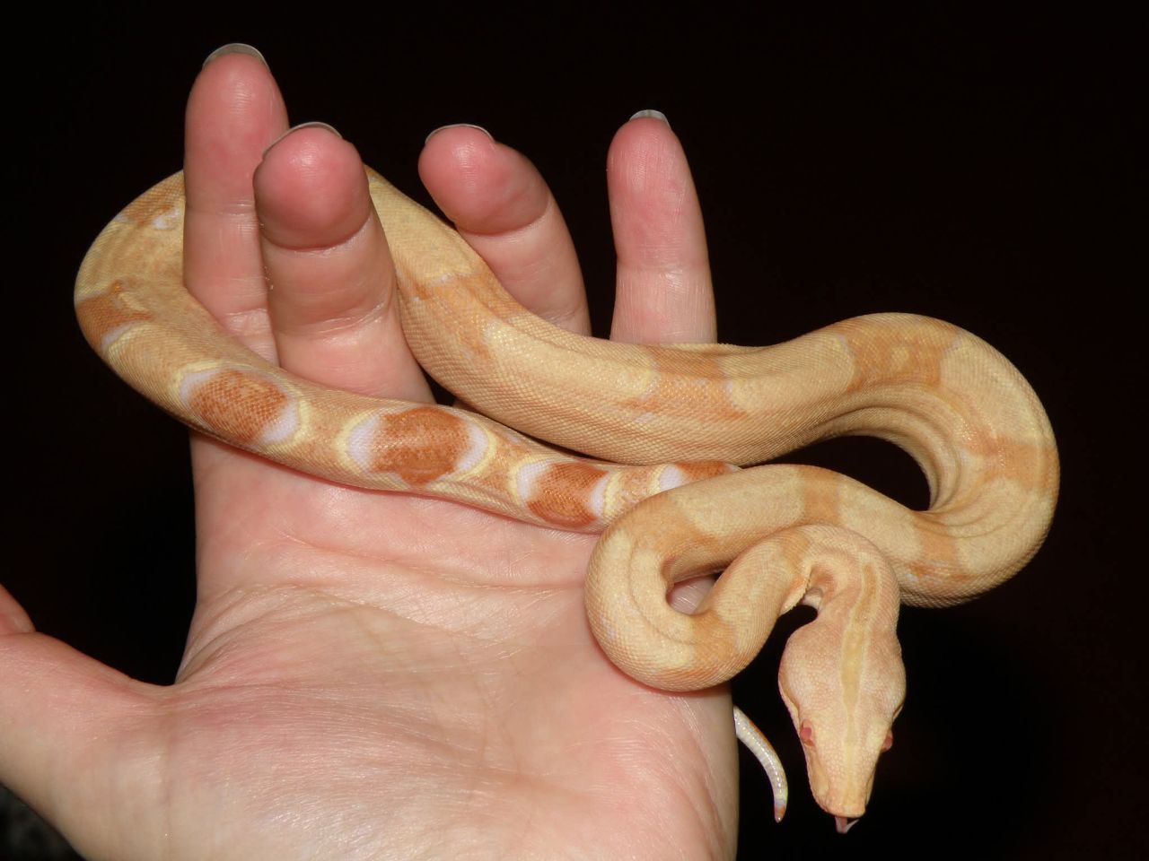 Імператорський удав альбіно