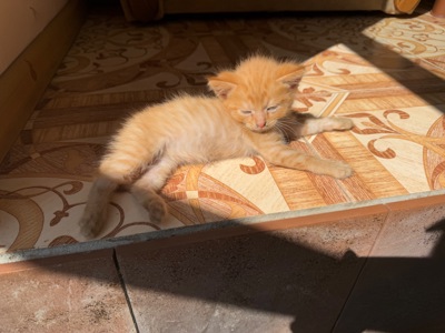 Віддам в добрі руки кошеня