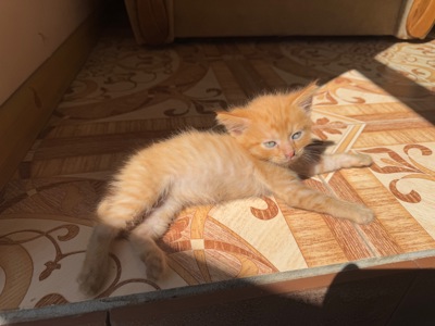 Віддам в добрі руки кошеня