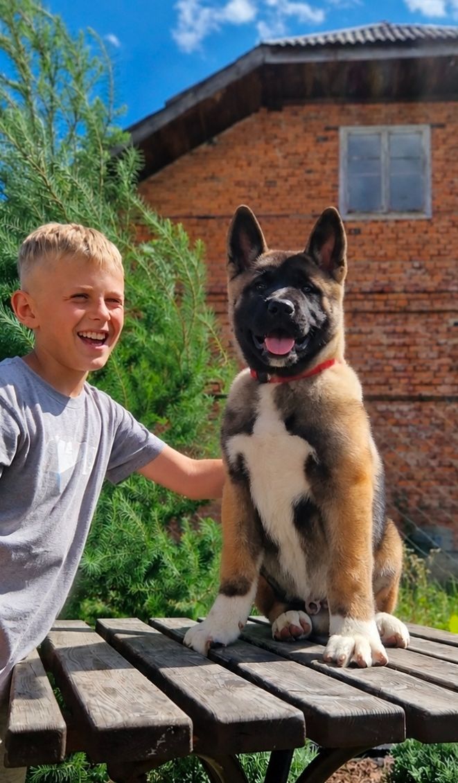Продаж цуценят "Американська акіта "