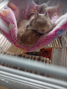 Безкоштовно віддамо дегу 🐿️🤎
