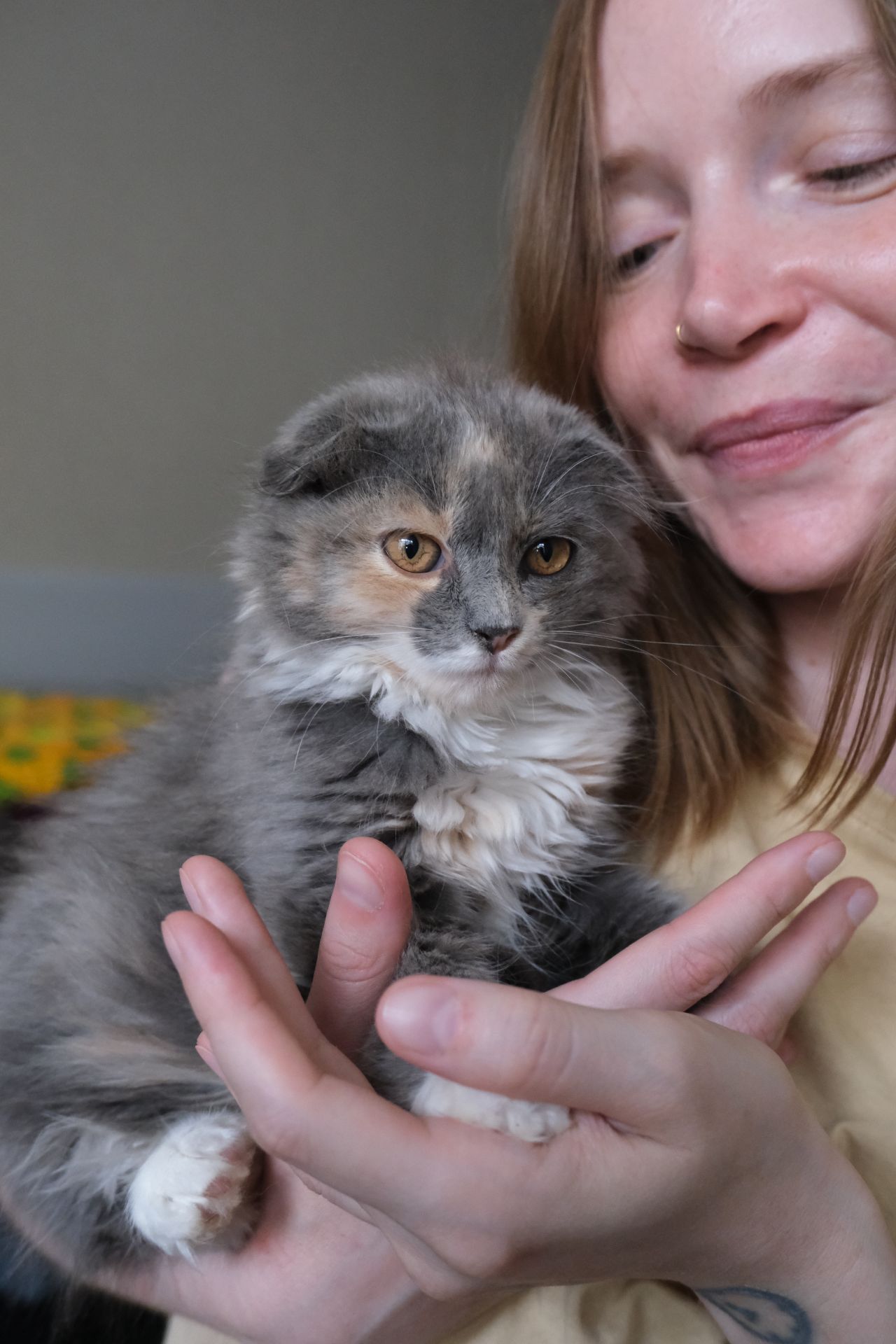 Висловухе кошеня Ванілька
